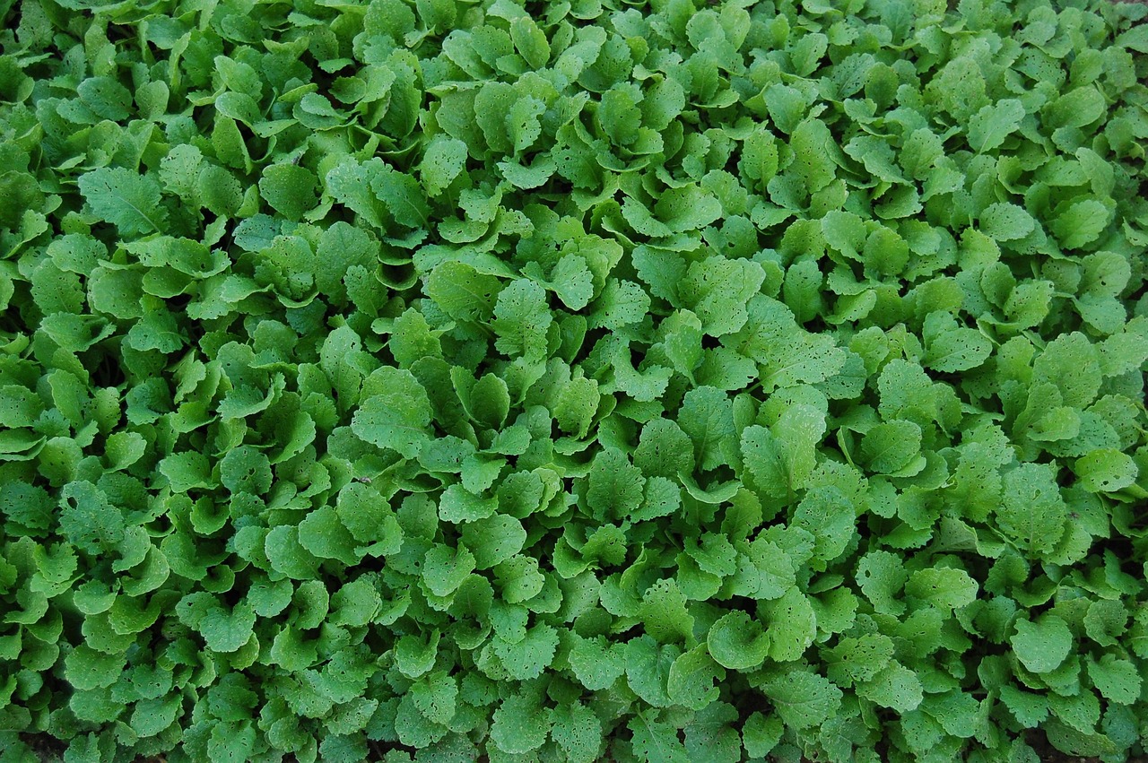 野沢菜