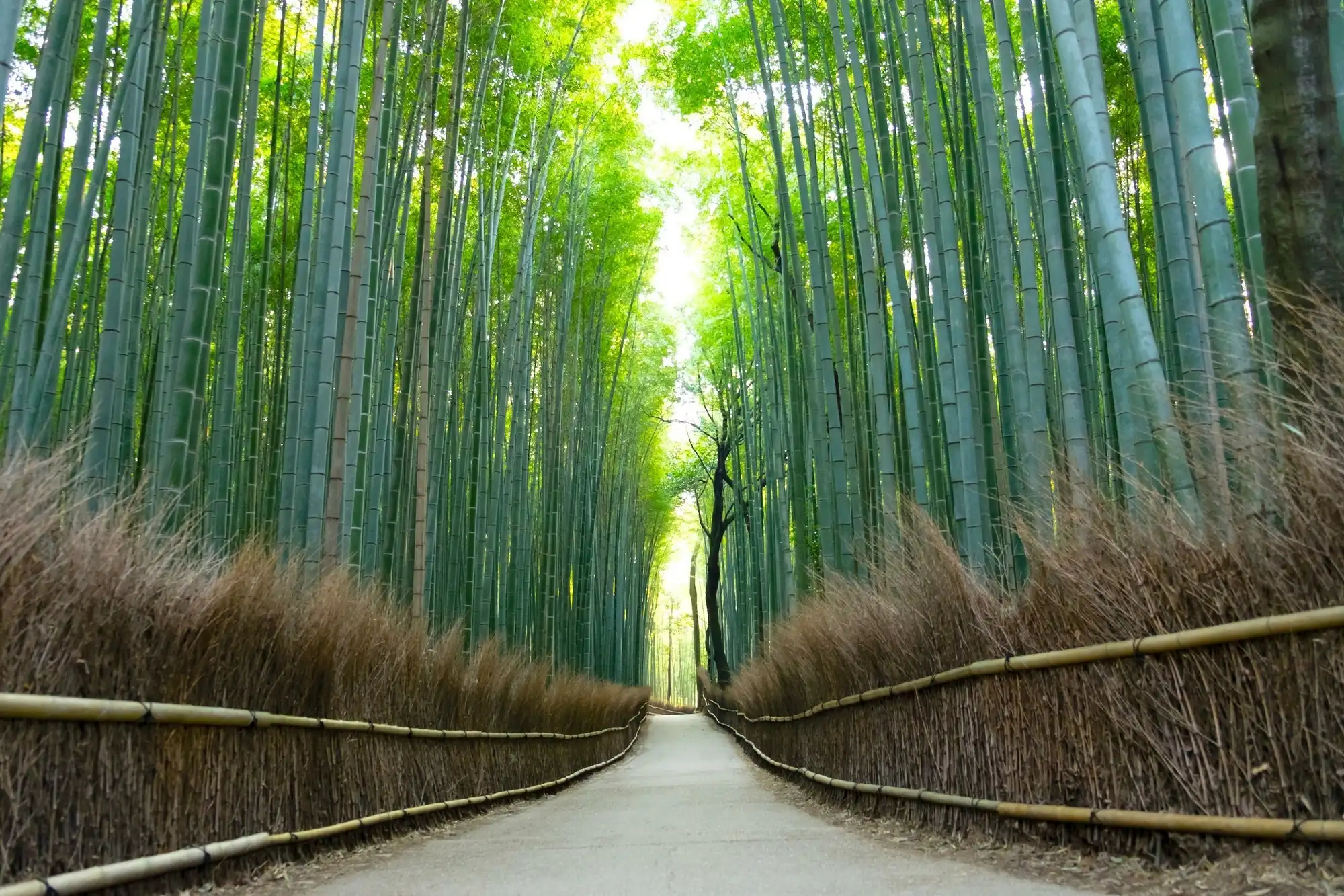 竹林
