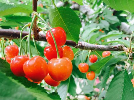 山形県さくらんぼ